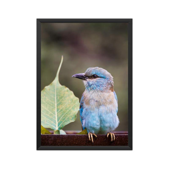 A European Roller Perching Print