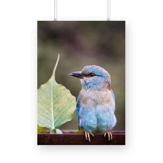 A European Roller Perching Print