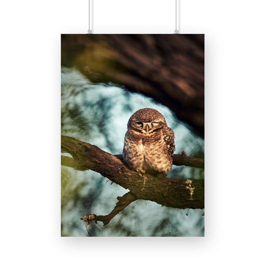 Owl Print