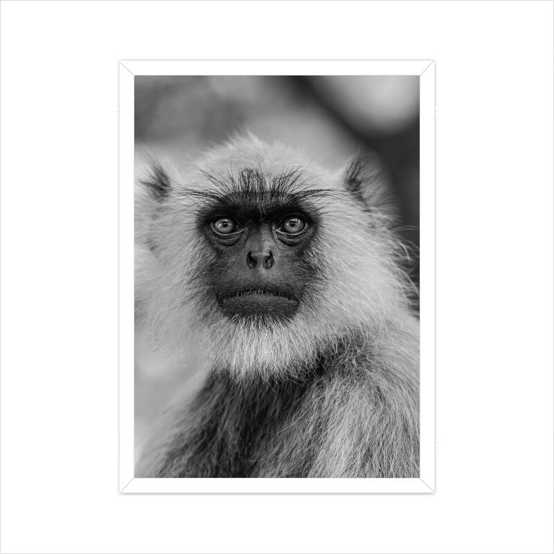 Monkey's Portrait Prints