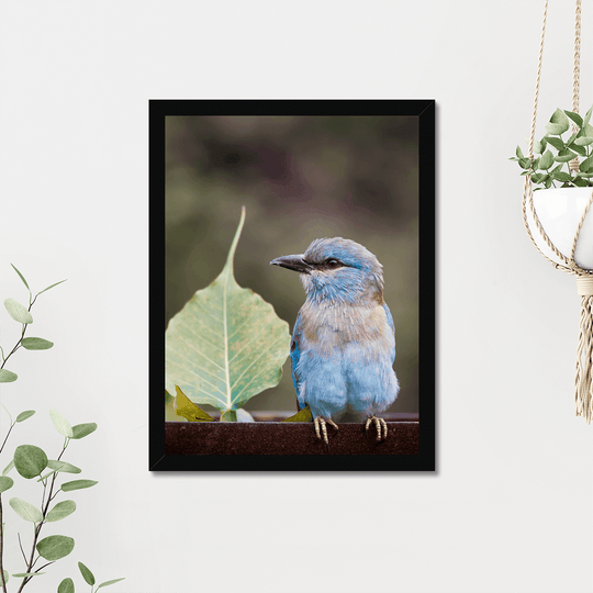 A European Roller Perching Print