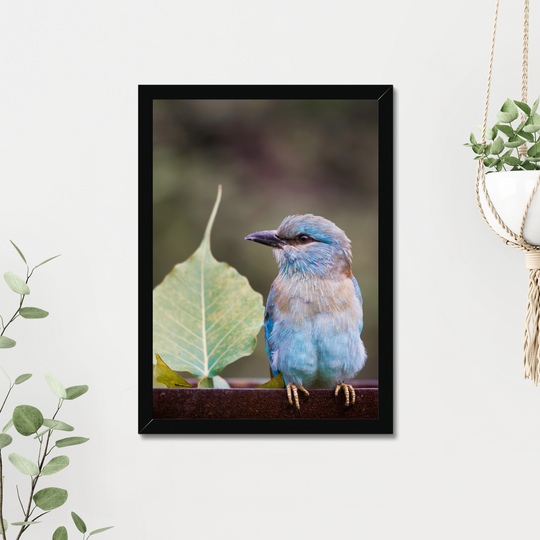 A European Roller Perching Print