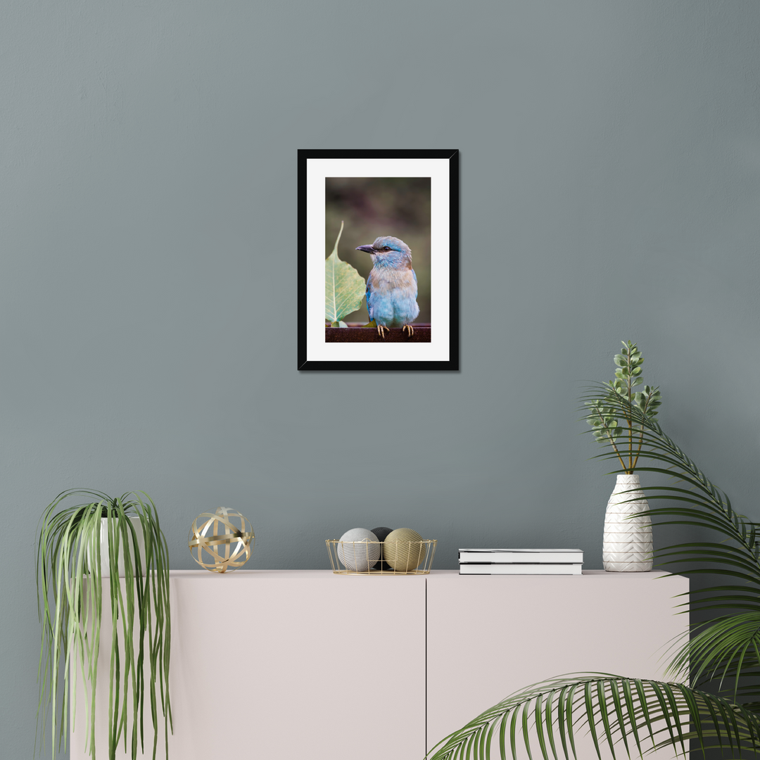 A European Roller Perching Print