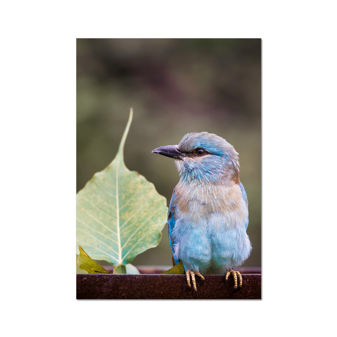 A European Roller Perching Print