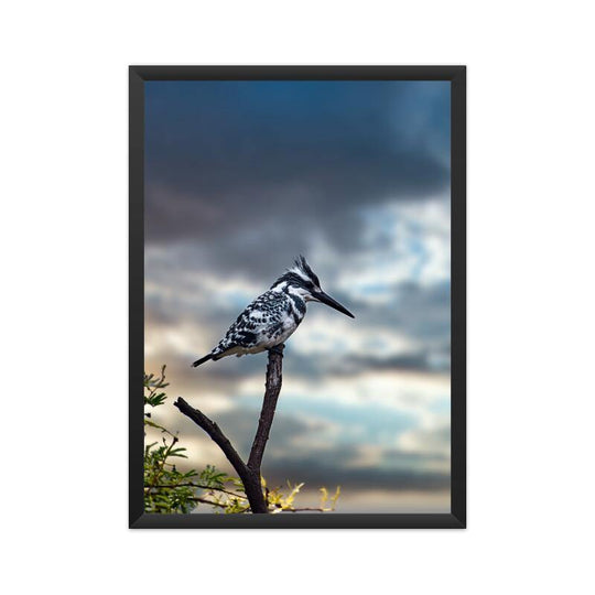 Pied Kingfisher Poster - printlagoon