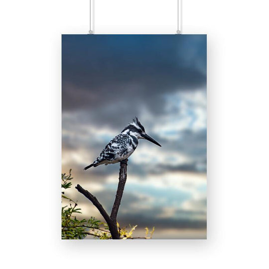 Pied Kingfisher Poster - printlagoon