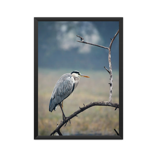 Grey Heron Poster