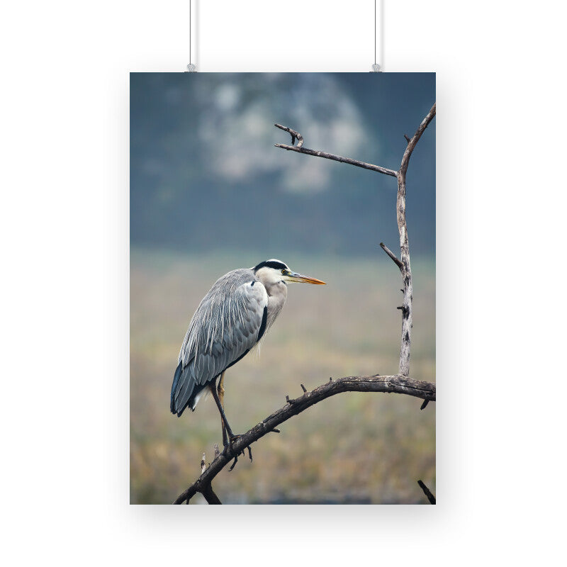 Grey Heron Poster