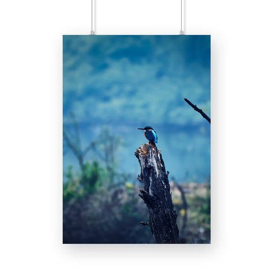 Common Kingfisher Poster