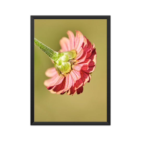 Pink Flower Poster