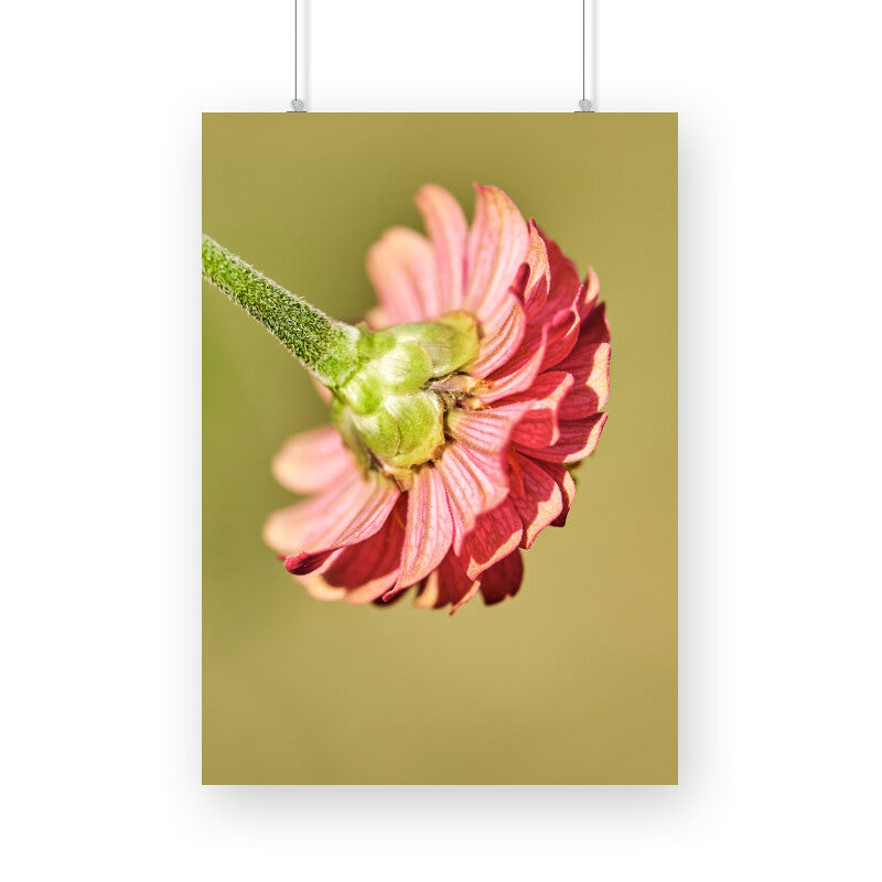 Pink Flower Poster