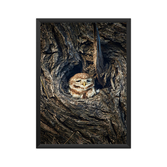 Spotted Owlet Poster