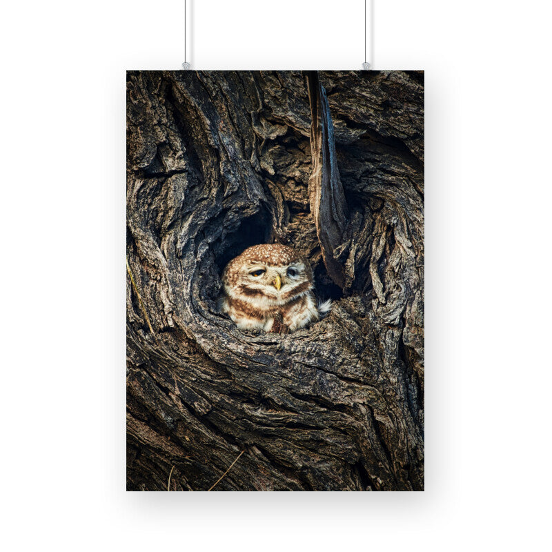 Spotted Owlet Poster