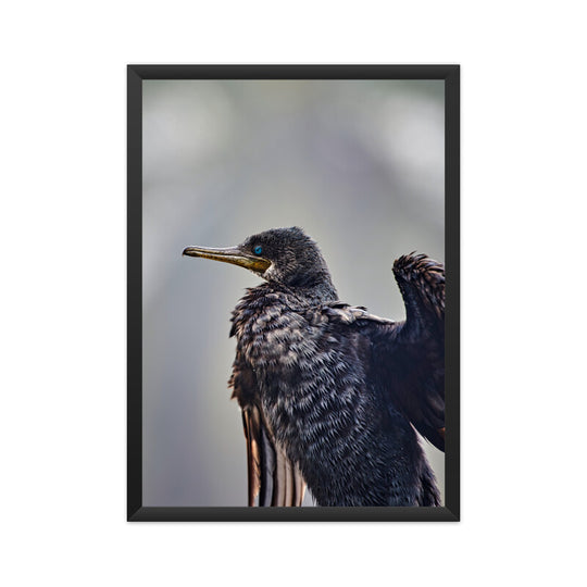 Indian Darter Poster