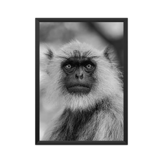 Monkey's Portrait Prints