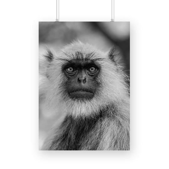 Monkey's Portrait Prints