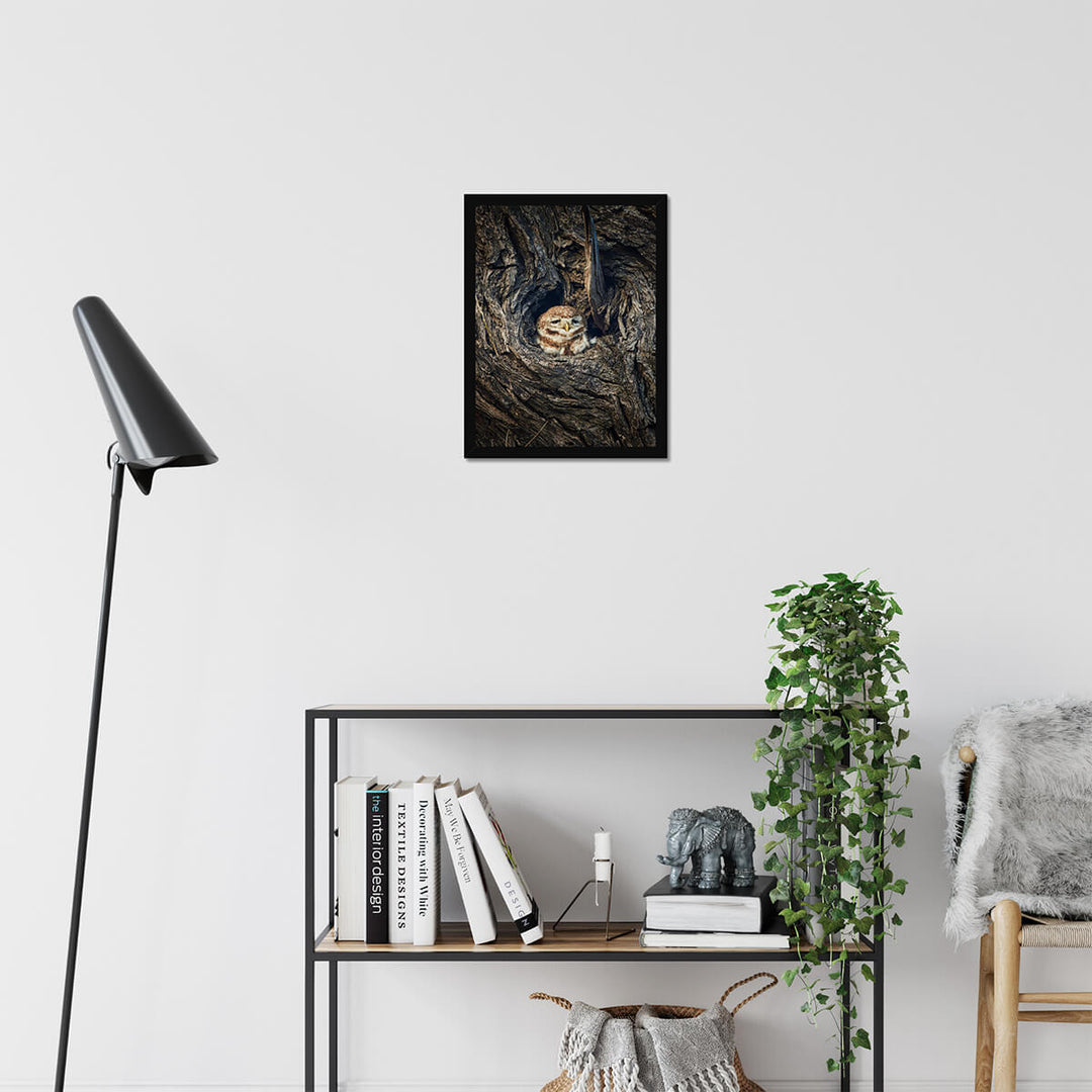 Spotted Owlet Poster