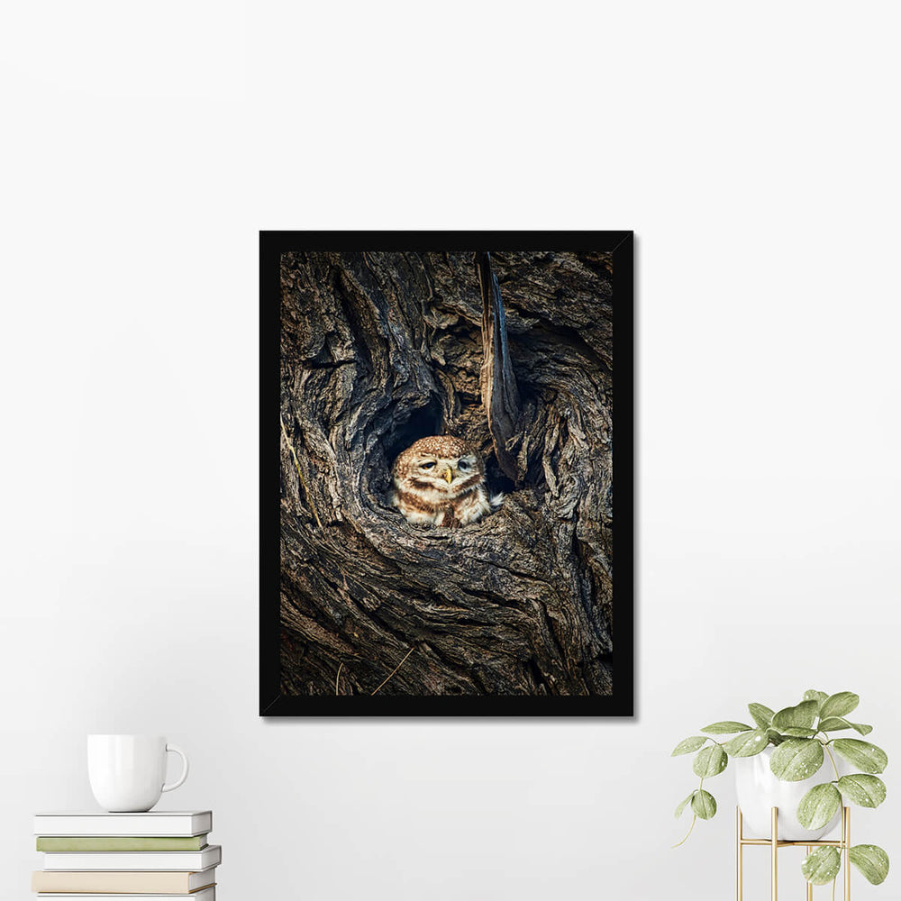 Spotted Owlet Poster