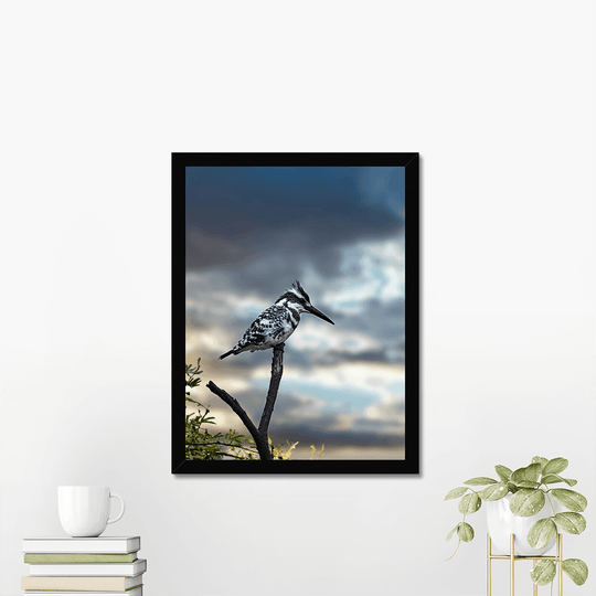 Pied Kingfisher Poster - printlagoon