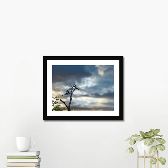 Pied Kingfisher Fine Art Print - printlagoon