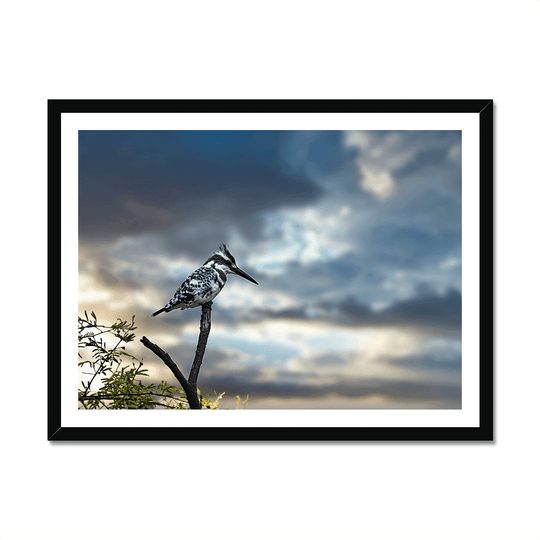 Pied Kingfisher Fine Art Print - printlagoon