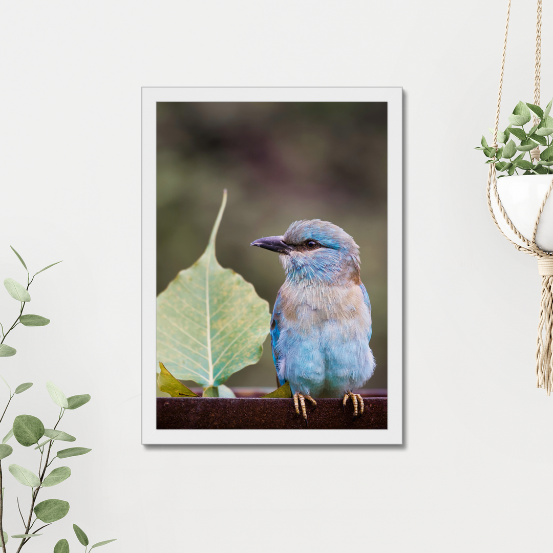 A European Roller Perching Print