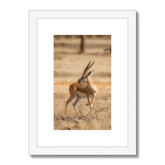 Antelope at Ranthambhore Print